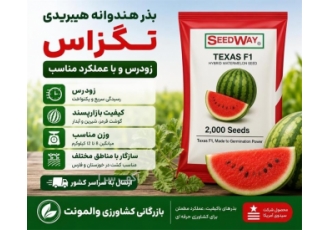 بذر هندوانه تگزاس هیبریدی زودرس و با عملکرد مناسب در مشهد بذر هندوانه