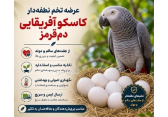 عرضه تخم نطفه دار پرندگان زینتی در مشهد فروش تخم نطفه دار پرندگان زینتی