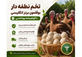 تخم نطفه دار بوقلمون برنز انگلیسی با تائیدیه دامپزشکی در تهران ما تخم