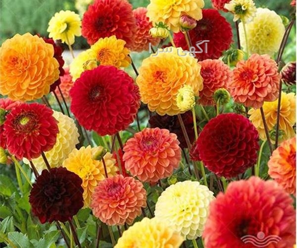 بذر گل رز هلندی