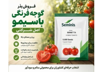 فروش بذر گوجه فرنگی باسیمو اصل شرکتی در شیراز بذر گوجه فرنگی باسیمو