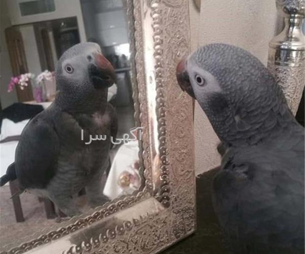 انتخاب رشته خوب