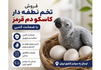 فروش تخم نطفه دار کاسکو دم قرمز با ضمانت کتبی در مشهد فروش تخم و جوجه