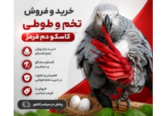 خرید و فروش تخم و طوطی کاسکو دم قرمز در تیران در این آگهی خرید تخم