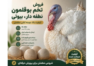 فروش تخم بوقلمون نطفه دار بیوتی با نطفه بالا و بسته بندی ویژه فروش تخم بوقلمون نطفه دار بیوتی با نطفه بالا و بسته بندی ویژه