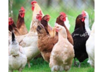 فروش مرغ پنج 5 ماهه پا به تخم - طیور فروش مرغ پنج 5 ماهه پا به تخم - طیور