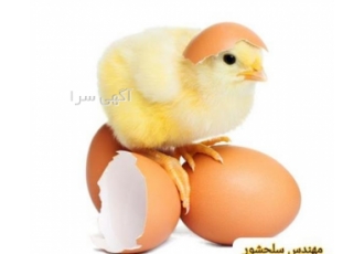 تخم مرغ گوشتی راس با کیفیت عالی - تخم مرغ گوشتی _ تخم مرغ راس 308 تخم مرغ گوشتی راس با کیفیت عالی - تخم مرغ گوشتی _ تخم مرغ راس 308