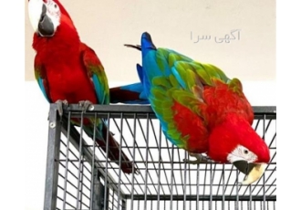 خرید تخم کاسکو نطفه دار با کیفیت بالا و تضمینی اگر به دنبال تخم کاسکوی