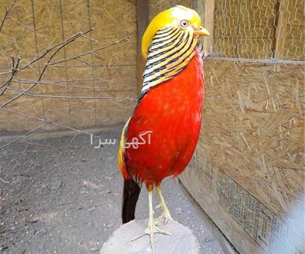 انتخاب رشته خوب