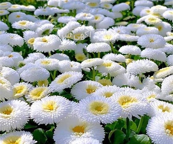 بذر گل ادریسی