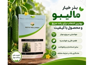 بذر خیار مالیبو جوانه زنی سریع و محصول با کیفیت در ایرانشهر خلاصه آگهی