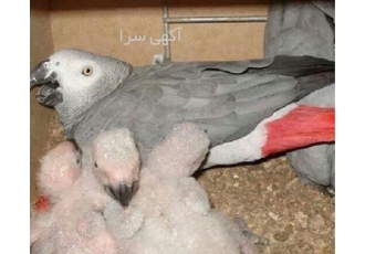 فروش تخم کاسکو نطفه دار خرید تخم فروش تخم کاسکو به صورت تخم نطفه دار