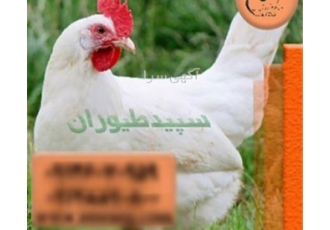 خرید و فروش مرغ تخم گذار صنعتی با بهترین قیمت آیا به دنبال مرغ تخم گذار