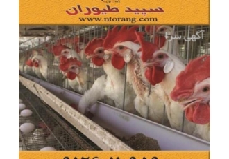فروش مرغ تخم گذار سفید قیمت مرغ تخم گذار صنعتی فروش مرغ تخم گذار سفید