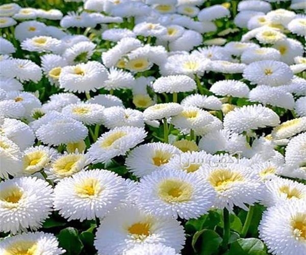 بذر گل ادریسی