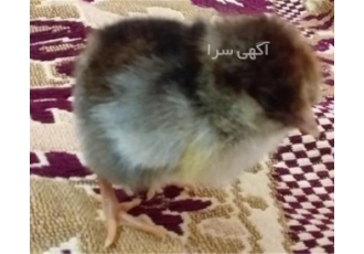 پخش جوجه یک روزه گلپایگانی ، پخش جوجه محلی پخش جوجه یک روزه گلپایگانی ، پخش جوجه محلی