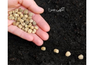 ارزان ترین قیمت بذر سبزی سبزیجات انواع بذر سبزی فروش بذر سبزی خارجی
