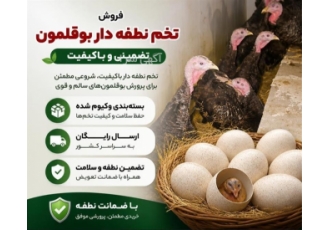 فروش تخم نطفه دار بوقلمون با ضمانت کیفیت در سنندج ما تخم نطفه دار