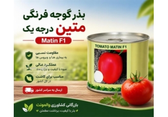 بذر گوجه فرنگی متین درجه یک Matin F۱ در اندیمشک ذر گوجه متین Matin F1