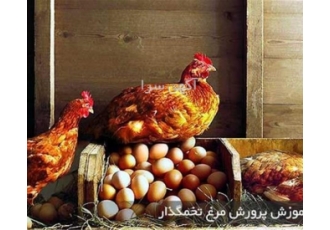 مرغ تخم گذار بومی اصلاح شده مرغ های تخم گذار رنگی و جهادی و اصلاح شده