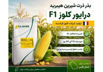 بذر ذرت شیرین هیبرید درایور کلوز F۱ در تهران بذر ذرت شیرین درایور کلوز