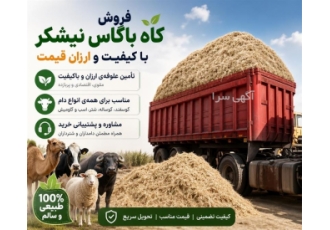 فروش کاه باگاس نیشکر با کیفیت و ارزان قیمت در رشت کاه نیشکر یک علوفه