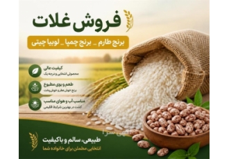 فروش غلات و برنج چمپا با کیفیت عالی