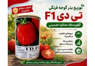 بذر گوجه فرنگی تی دی با کیفیت و عملکرد تضمینی در شیراز بذر گوجه فرنگی