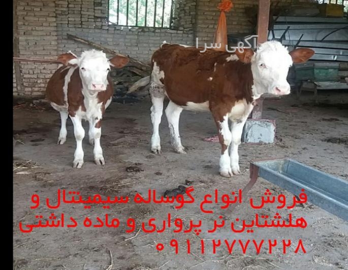 دامپزشکی درین