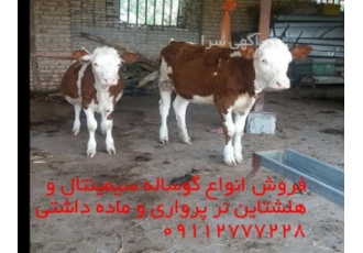 فروش ویژه گوساله پرواری وشیری باسلام خدمت شما فروش ویژه گوساله سیمیتنال
