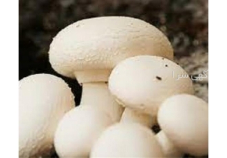 دوره‌های تخصصی برای راه اندازی سالن پرورش قارچ آیا به دنبال راهاندازی