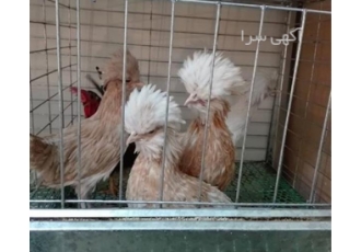فروش تخم نطفه دار مرغ و خروس زینتی با کیفیت ممتاز فروش تخم نطفه دار مرغ و خروس زینتی با کیفیت ممتاز