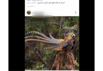 خرید و فروش تخم نطفه دار و جوجه قرقاول لیمویی با کیفیت عالی آیا