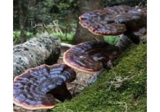 فروش قارچ گانودرما به صورت عمده نمایندگی فروش قارچ گانودرما بهترین قیمت