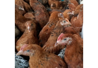 فروش جوجه و مرغ بومی فروش جوجه یکروزه نیمچه دوماه سه ماه چهار ماه و پنج