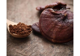 خرید قارچ گانودرما به صورت خرده آیا به دنبال قارچ گانودرما اصل
