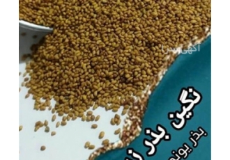 بذر یونجه رنجر و نیکشهری با بهترین کیفیت و قیمت در نگین بذر زرین بزرگ