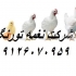 مرغ تخم گذار بومی گلپایگانی خرید و قیمت مناسب اگر به دنبال خرید مرغ