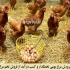 مرغ تخم گذار بومی اصلاح شده مرغ های تخم گذار رنگی و جهادی و اصلاح شده