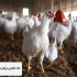 مرغ تخم گذار بومی گلپایگانی خرید و قیمت مناسب اگر به دنبال خرید مرغ