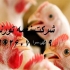 مرغ تخم گذار بومی گلپایگانی خرید و قیمت مناسب اگر به دنبال خرید مرغ